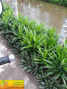 Combo 1-5 nhánh lá dứa thuỷ sinh (cao 15-20cm) không cần phân nền đất nền