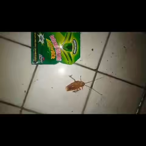 Cockroach Killer Powder Fipronil 0.05% Roach Killing Bait Strong Attractant for Indoor Cockroach Control Targeted Powder for Kitchen Cabinets Sink Areas Fridge Gaps Cracks and Corners 5g Sachet for Cabinets Sink and Fridge Areas Home Pest Control Solution