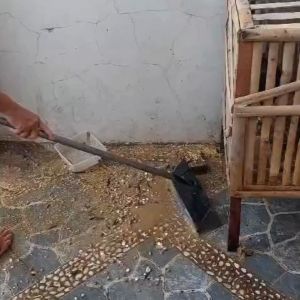 cangkul pacul lebar 32cm cangkul garuk kotoran