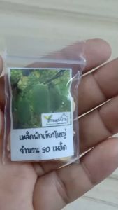 50 เมล็ด ฟักเขียวใหญ่ เมล็ดฟักเขียวใหญ่ เมล็ดฟักเขียว เมล็ดฟัก ฟัก แฟง