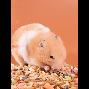 Thức Ăn Trộn Hamster 500g – Mix Ngũ Cốc Dinh Dưỡng Không Bụi Không Chất Bảo Quản - Hamham Pet