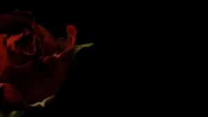 Barcony  ไวท์เทนนิ่ง พลาเซนต้า โรส เซรั่ม เซรั่มจรวดรกกุหลาย บำรุฟื้นฟู ขาวกระจ่างใส