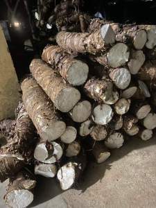 Củ bạc hà núi 10kg bao chất lượng hàng tươi mới có bảo hành