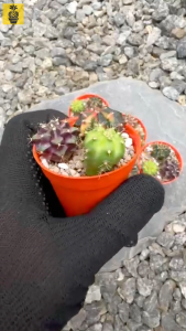 Gymnocalycium Variegated / Colorful Gymnocalycium / Cactus Succulents / Cactus Gift