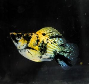 Trico Red Head Balloon Molly Fish(Male) 红头短身气球茉莉鱼(公)❗️(Not random fish)❗️Fish same as order❗️38