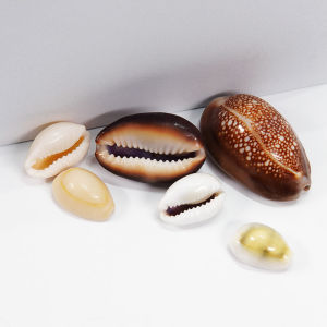 Natural Sea Snail Decorative Shell Home Decoration Photography Props Marine Science Popular Creative Home Decor Shells