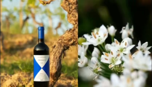 Gaja CaMarcanda Promis Toscana 2021 750ml 14.5% Italy Toscana Merlot Blend Red Wine