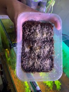 CACING GRINDAL WORM GRINDAL WORMS PAKAN HIDUP TETRA CUPANG NEON BURAYAK PAKAN IKAN KECIL CACING GRINDAL