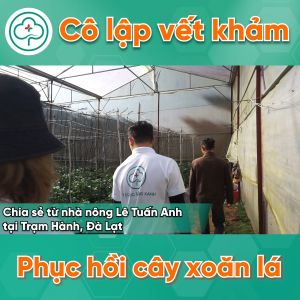 Chế Phẩm Trị Xoắn Ngọn Xoăn Lá BS05 Movir 100ml 250ml - Phòng Sượng Trái Do Virus - Bác Sĩ Cây Xanh