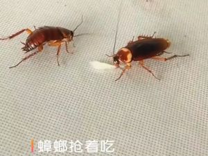 Suomi Cockroach Gel Bait Killer Insect Pesticide Control Powder Killing Trap Insecticide Repellent Bugs 10g