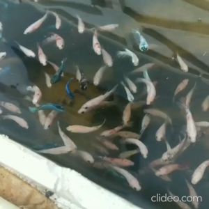 Pelet MEM 300-500 Isi Bersih 50 gram gr - Pellet Ikan 3/5 50gr 50gram