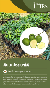 จิตตรา ต้นพันธุ์มะม่วงเบาใต้ เสียบยอดสูง 60-80 cm ปลูกปีเดียวติดลูก พร้อมส่ง เครมฟรี ต้นพันธุ์ผลไม้ ต้นเตี้ย ผลดก