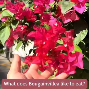 ✨Effective in two days✨bougainvillea fertilizer 500g fertilizer for bougainvillea