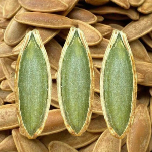 Long Kernel Large Roasted Pumpkin Seeds Snack