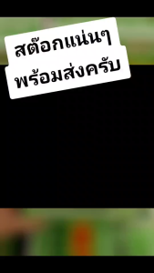ราคาโปร💥 ก้อนจุดกำจัดแมลง💥 ยาจุดไล่แมลงและยุง ของแท้ตราเสือ ประสิทธิภาพสูงสุด ไม่เป็นอันตรายต่อสัตว์มีกระดูกสันหลังและคน