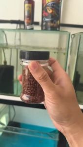 Baby Crab Rim Booster DORPOL ElBarca Barca (pelet rim limbata andrao fin stewarti dorpol auranti)