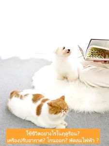 ❄️ซื้อ 1 แถม 1❄️สัตว์เลี้ยง ที่นอนเจลเย็น ซัมเมอร์ซัมเมอร์ แผ่นเจลเย็น เบาะนอนเย็น สำหรับสัตว์เลี้ยง หน้าร้อน แผ่นรองน้ำแข็งสำหรับสัตว์เลี้ยง แผ่นรองน้ำแข็งสำหรับที่นั่งแผ่นทำความเย็น แผ่นให้น้ำสำหรับสัตว์เลี้ยง ที่นอนเย็น ที่นอนสุนัข แผ่นเจลทำความเย็นสำห