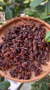 Hoa Đại hồi - Star Anise - Lọ thủy tinh 200ml - Gia vị chuẩn Á Âu
