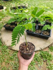 ต้นยีราฟ หรือ ต้นกลดต้นทาวเวอร์ทรี หรือ ต้นฉัตรพระอินทร์ 1 ต้น (สูง15-20ซม.)กระถาง3" ร้านค้าเลือกต้นให้