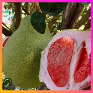 SeedsPLAZA™ - Pomelo Suha Seeds for Planting Fruit Plants (3 Seed) Organic Fruit Pink Flesh Plants Plant for Pots