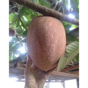 Pokok mamey sapote ciku gergasi印尼品种 特大