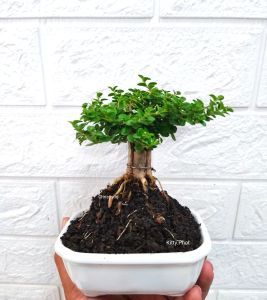 Tanaman Bonsai Paket Lengkap Vas Keramik Putih Aestetic