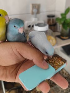 Parrot Training Bird Food Container Tiger Skin Peony Xuanfeng Hands-on Relatives Training Feed Box Reward Props Interactive Feeder