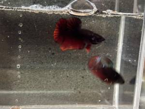 Premium Vampire Betta Fish Pair Male Female High Quality A Grade Avatar Breeding Pair Living Fish