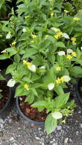 ต้นช้อนทอง ช่อสุวรรณ ไม้ดอกรูปดาวน่ารัก สีเหลืองสดใส Yellow Mussaenda Dwarf Mussaenda