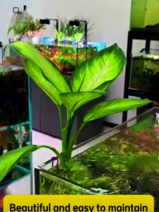 WaterCultivated Dieffenbachia Tropic Snow   / Dieffenbachia plants / pokok keladi pisang tropic snow -Dieffenbachia 花葉萬年青Tropic Snow