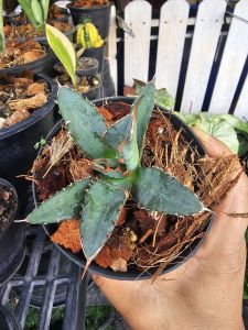 อากาเว่ กระถาง 4 นิ้ว