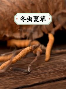 冬虫夏草西藏特大1g 2-3个 Cordyceps Sinensis Tibet Extra Large 1g 2-3 pieces
