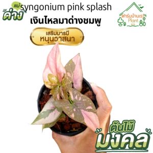 ต้นเงินไหลมา พิ้งค์สแปลช เงินไหลมาด่างชมพู ซินโกเนียมพิ้งค์สแปลช syngonium pink splash เงินไหลมาด่างชมพู ซินโกเนียมพิ้งค์สแปรช ในกระถาง 3 นิ้ว
