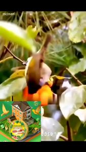 🐦นกได้กลิ่นแล้วบินหนีไป🐦ที่ไล่นก ก้อนไล่นก ไล่นกพิราบ ยาไล่แมว 40g ไล่นกได้ง่าย ทำจากสารสกัดธรรมชาติ ไม่เป็นอันตราย