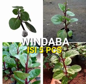 windaba - Paket 5 tanaman herbal daun binahong merah obat luka siap tanam