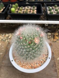 แคคตัสแมมมิลลาเรียขนแมว (Mammillaria Bocasana Roseiflora) ขนแมวปุกปุย ฟูฟ่อง กว้าง 6-7 cm อายุ 1-2 ปี