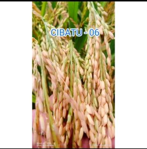 Benih padi CIBATU 06 UNGGUL (F2 SUPER TERBAIK)KEMASAN 2KG