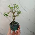 Cây mai chiếu thủy siêu mini kèm chậu bát Tràng. 