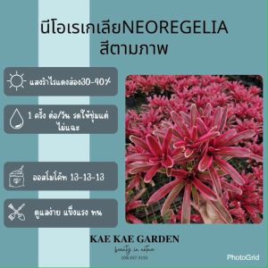 สับปะรดสีหรือบรอมีเลียด(Bromeliad)**สีชมพูเส้นกลางเขียว**เป็นพืชในวงศ์ Bromeliaceae มีให้เลือกมากมาย