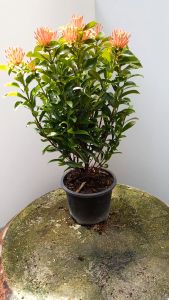 ต้นเข็มแคระ สีส้ม ส่งพร้อมกระถาง 5.5นิ้ว เข็มส้ม เข็มดอกสีส้ม ต้นเข็มสีส้ม ต้นเข็ม