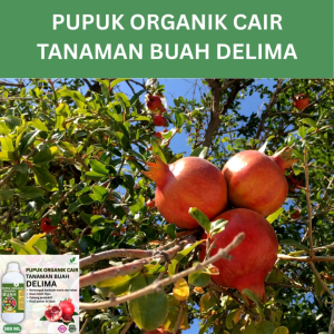 Pupuk Buah Delima 500 ML /Pupuk Booster  Delima Cepat Berbuah Lebat/Pupuk Cair Delima