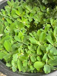 ต้นจอกแหน 1 ชุด 10 ต้น