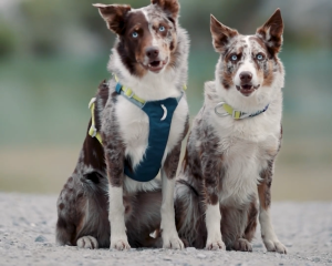 Woolly Wolf Alpha 360 Dog Harness | RPET Eco Walk Harness Dual Leash Clip XS-XL