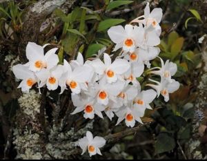 เอื้องเงินหลวง🌼💸 กล้วยไม้เงินหลวง💸 🌼ตระกร้า 3 นิ้ว 5-10 ลำต้น ออกดอกตุลา-ธันวา กล้วยไม้ป่าแท้ ดอกสวยๆ กล้วยไม้เอื้อง 1 กระถาง/ขุนเขาการ์เด้น