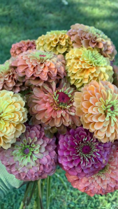 Benih ZINNIA QUEEN Red Lime Biji Bunga