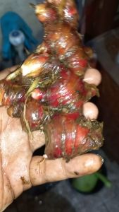 Jahe Merah Asli 1/2kg - Premium Quality - Dikirim dari Bogor - Pengiriman Cepat - 100% Murni - Reseller Welcome