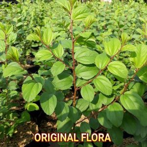 paket murah 4 pcs pohon bidara arab asli untuk rukyah dan pengusir jin