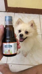Free 3cc Syringe IMMUNOL Himalaya Syrup 100ml for Pet Dog Cat Dogs Cats Hamster Vitamins Pet Essentials