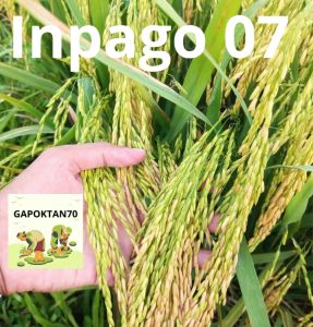 BENIH PADI UNGGUL INPAGO KUALITAS SUPER 1 KG
