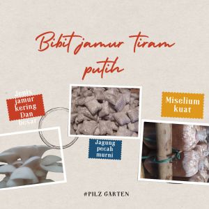 bibit Jamur putih f2 plastik jagung pecah